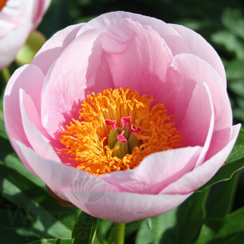 Soft Salmon Saucer | Warmerdam Paeonia